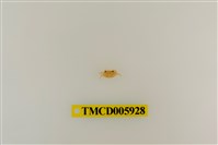 藏品(拉氏清溪蟹)的圖片